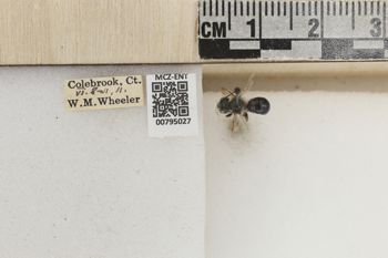 Media type: image;   Entomology 795027 Aspect: Labels